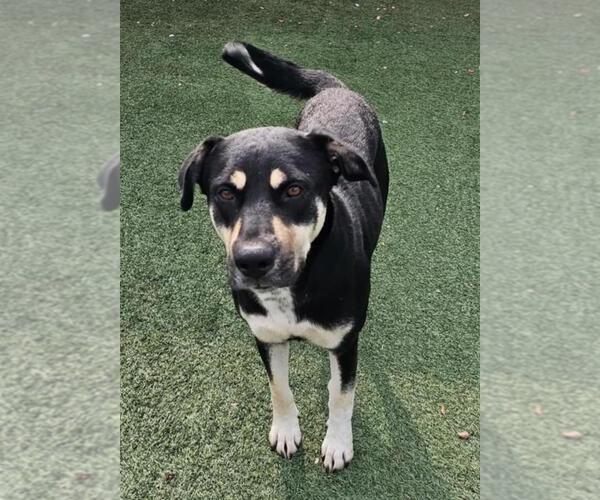 Medium Photo #4 Rottweiler-Unknown Mix Puppy For Sale in Rockwall, TX, USA