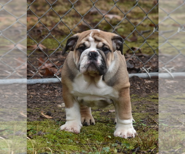 Medium Photo #2 Bulldog Puppy For Sale in ASH FLAT, AR, USA