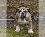 Small Photo #2 Bulldog Puppy For Sale in ASH FLAT, AR, USA