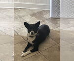 Small Border Collie-Rat Terrier Mix