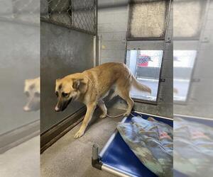 German Shepherd Dog-Unknown Mix Dogs for adoption in Stockton, CA, USA