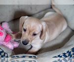 Small Photo #3 Dachshund Puppy For Sale in DES MOINES, IA, USA