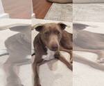 Small #5 Retriever  Mix