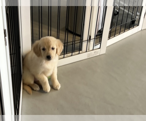 Medium Photo #4 Golden Retriever Puppy For Sale in COLORADO SPRINGS, CO, USA