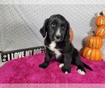 Small #6 Golden Mountain Dog
