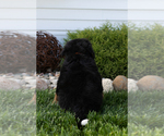 Small #5 Bernese Mountain Dog