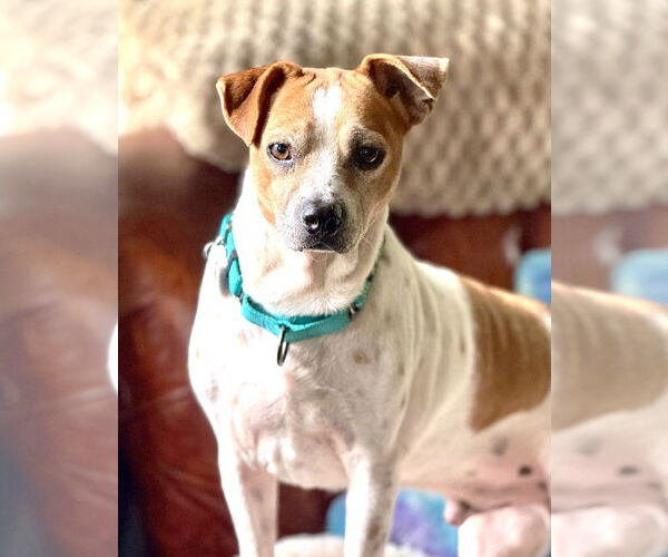 Medium Photo #7 Jack-A-Bee Puppy For Sale in Boonton, NJ, USA