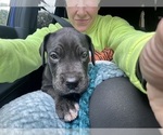 Small #4 Great Dane
