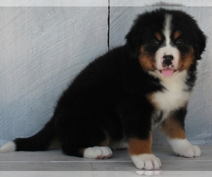 Bernese Mountain Dog Puppy for sale in FREDERICKSBURG, OH, USA