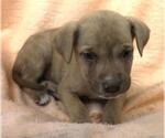 Small Mutt