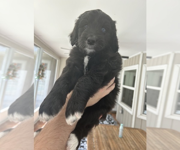 Medium Photo #73 Aussiedoodle Puppy For Sale in LONGWOOD, FL, USA