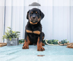 Small #1 Rottweiler