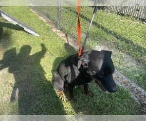 Rottweiler Dogs for adoption in Houston, TX, USA