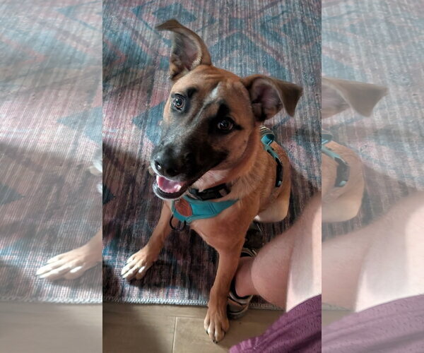 Medium Photo #5 Mutt Puppy For Sale in Fenton, MO, USA