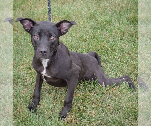Medium Photo #5 American Staffordshire Terrier-Unknown Mix Puppy For Sale in Huntley, IL, USA