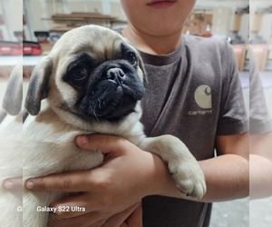 Pug Puppy for sale in AFTON, WY, USA