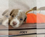 Puppy Joey Cavapoo