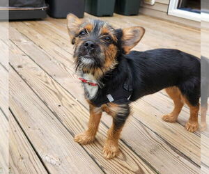 Mutt Dogs for adoption in Lewistown, PA, USA