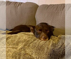 Loki - Male Australian Kelpie-Unknown Mix Dog for Adoption - Photo #4