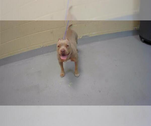 Medium Photo #1 Mutt Puppy For Sale in Tulsa, OK, USA