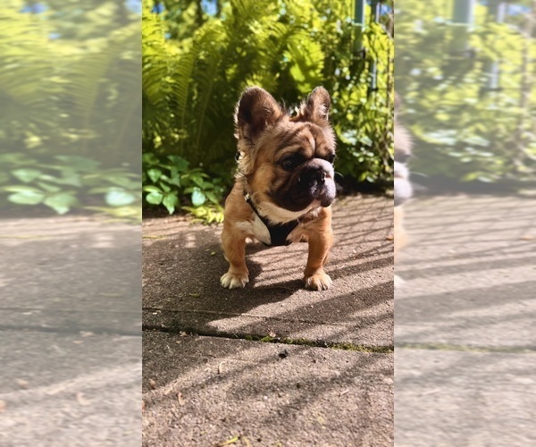 Medium Photo #13 French Bulldog Puppy For Sale in OBERLIN, OH, USA