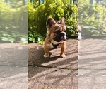 Small #12 French Bulldog