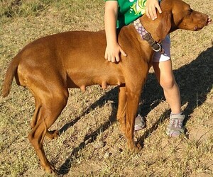 Mother of the Vizsla puppies born on 12/25/2023