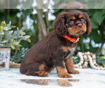Small #3 Cavalier King Charles Spaniel
