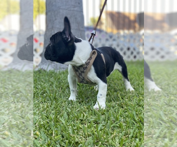 Medium Photo #4 French Bulldog Puppy For Sale in SOUTH GATE, CA, USA