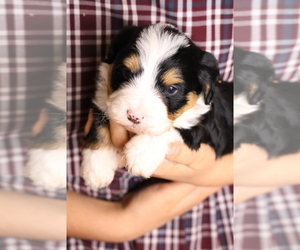 Bernedoodle (Miniature) Litter for sale in HUNTINGTON, MA, USA