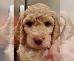 Small Photo #3 Goldendoodle Puppy For Sale in MURFREESBORO, TN, USA