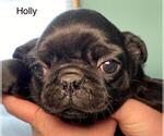 Small Photo #2 Pug Puppy For Sale in BRIDGEWATER, VA, USA