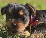 Small #2 Yorkshire Terrier