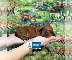 Dachshund Puppy for sale in WINNSBORO, LA, USA