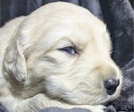 Small Photo #12 Golden Retriever Puppy For Sale in MODESTO, CA, USA
