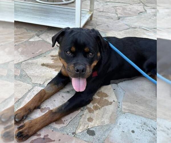 Medium Photo #2 Rottweiler Puppy For Sale in San Diego, CA, USA
