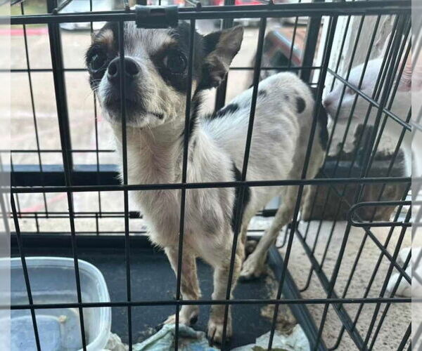 Medium Photo #15 Chihuahua-Unknown Mix Puppy For Sale in Princeton, MN, USA