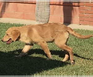 Golden Retriever Puppy for sale in SANTA ANA, CA, USA