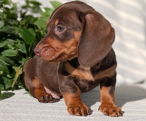 Medium Photo #39 Dachshund Puppy For Sale in GOSHEN, IN, USA