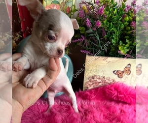 Chihuahua Puppy for Sale in TRACY, California USA