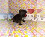 Small Photo #10 Poodle (Toy) Puppy For Sale in LAPEER, MI, USA