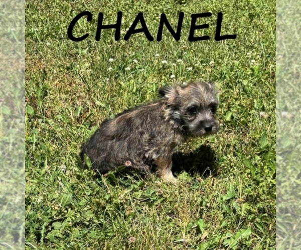 Medium Photo #4 Cairnoodle Puppy For Sale in HARTLAND, MN, USA
