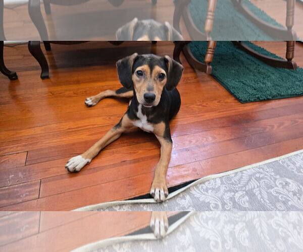Medium Photo #4 Beagle-Unknown Mix Puppy For Sale in Tampa, FL, USA