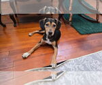 Small #3 Beagle Mix