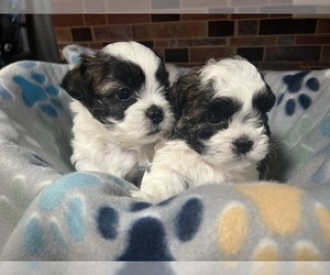 Zuchon Puppy for Sale in LAKE GENEVA, Wisconsin USA