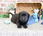 Small #1 Labrador Retriever