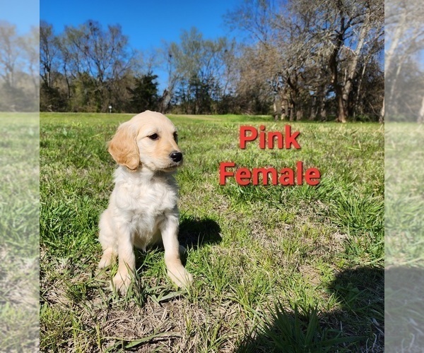 Medium Photo #3 Goldendoodle Puppy For Sale in CLARKSVILLE, TX, USA