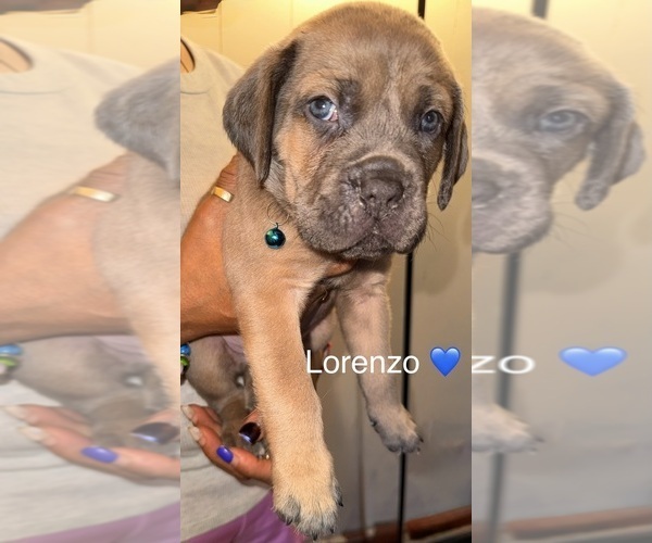 Medium Photo #8 Cane Corso Puppy For Sale in PHILADELPHIA, PA, USA