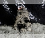 Small Photo #105 Maltipoo Puppy For Sale in WARSAW, IN, USA