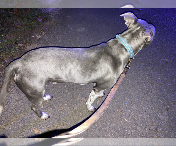 Medium Photo #6 Mutt Puppy For Sale in Holly Springs, NC, USA